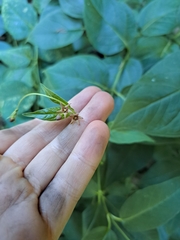 Vincetoxicum rossicum