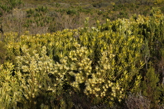 Leucadendron laureolum