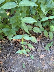 Vincetoxicum rossicum