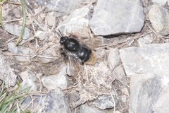 Bombus confusus confusus