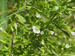 Mecardonia acuminata