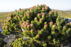 Mimetes fimbriifolius