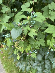 Ampelopsis
