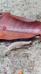 Brookesia minima