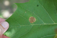 Ectoedemia platanella