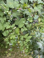 Ampelopsis