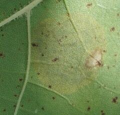 Ectoedemia platanella