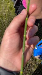 Equisetum laevigatum