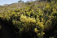 Leucadendron xanthoconus
