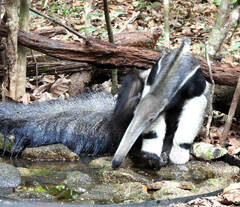 Myrmecophaga tridactyla