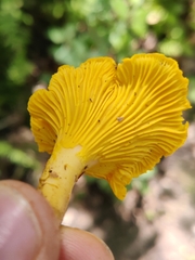Cantharellus