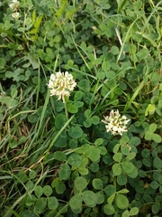 Trifolium repens