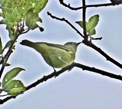 Leiothlypis ruficapilla