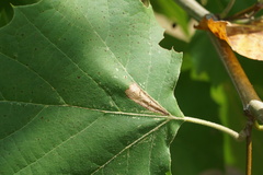 Ancylis platanana