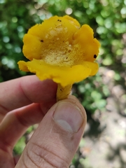 Cantharellus