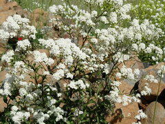 Peltaria angustifolia