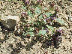 Prunella vulgaris vulgaris
