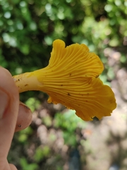 Cantharellus