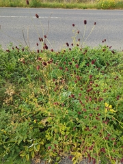 Sanguisorba officinalis