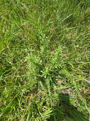 Mecardonia acuminata