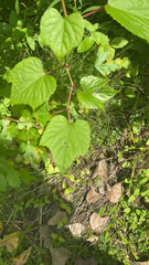 Ampelopsis glandulosa