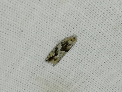 Epinotia nisella