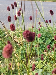 Sanguisorba officinalis