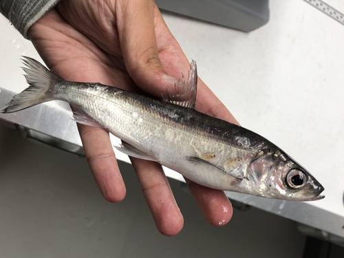 Kiyi (Coregonus kiyi) — Salmonidae — 4