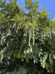 Cassia leptophylla