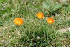 Papaver croceum