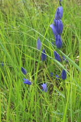 Gentiana pneumonanthe