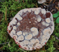 Hydnellum peckii