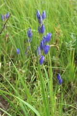 Gentiana pneumonanthe