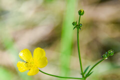 Ranunculus acris