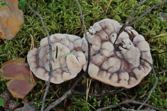 Hydnellum peckii