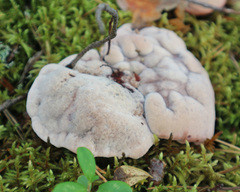 Hydnellum peckii