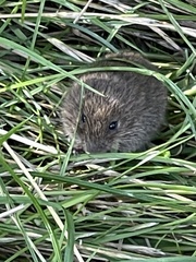 Microtus agrestis