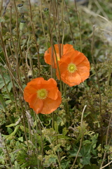 Papaver croceum