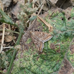 Loxostege sticticalis