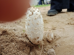 Coprinus comatus