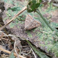 Loxostege sticticalis