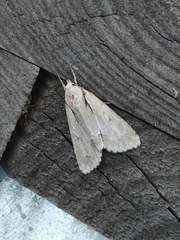 Acronicta psi