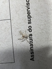 Arachosia praesignis