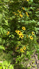 Rudbeckia triloba