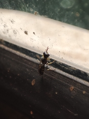 Crabroninae