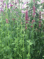 Agastache mexicana