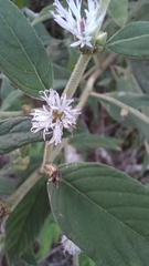 Lepidaploa chamissonis