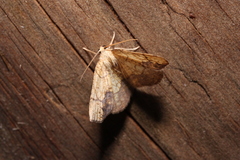Nematocampa resistaria