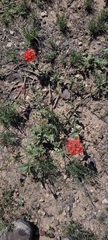 Nyctaginia capitata