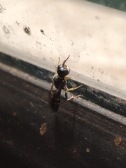 Crabroninae